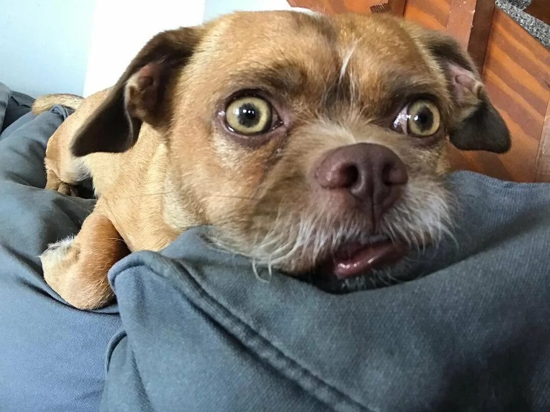 собака удивлена видео