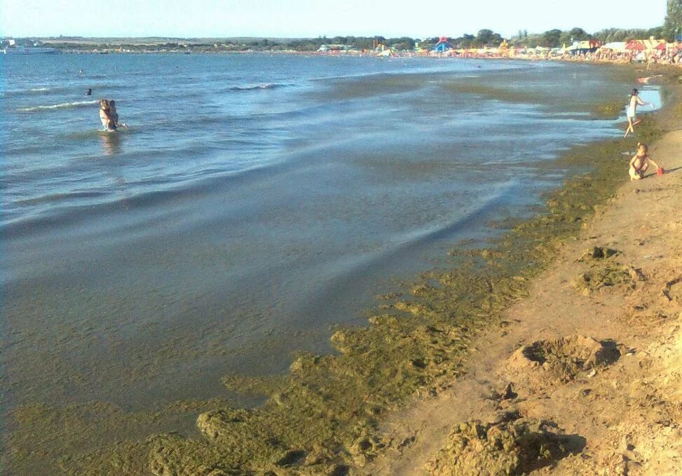 Водоросли в анапе. Черное море цветет Анапа. Цветение моря в Анапе. Черное море Анапа цветет водоросли. Анапа Витязево море цветет.