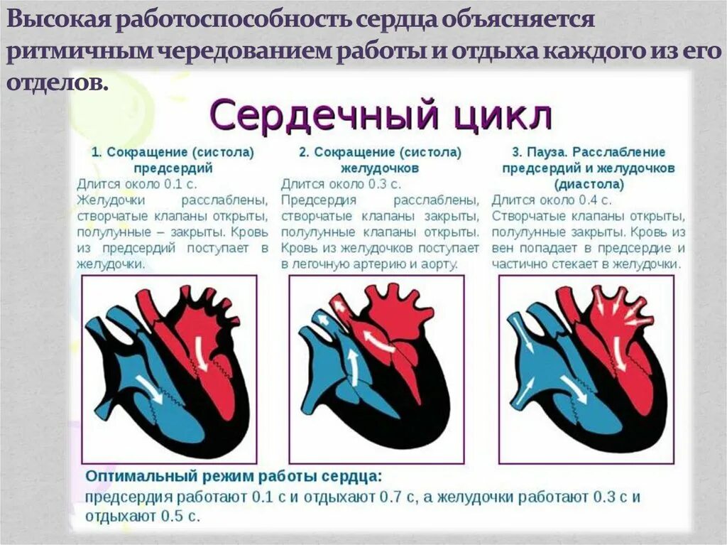 Цикл сердечной деятельности схема. Систола и диастола сердца анатомия. Работа сердца систола и диастола схема. Фазы цикла сердечных сокращений. Расслабление предсердий и желудочков