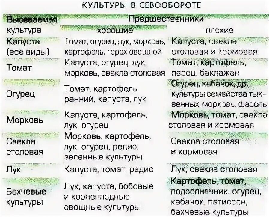 Что садить после томатов на следующий год