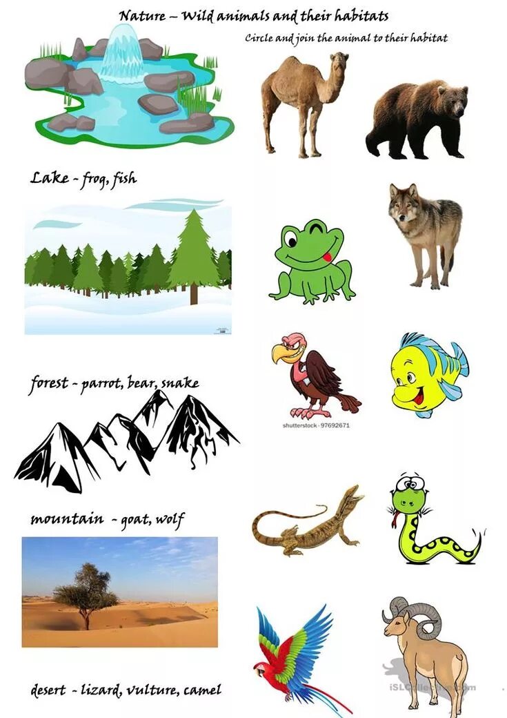 Animals and their Habitats Worksheets. Животные for Kids. Дикие животные Worksheets. Animal Habitat for Kids.