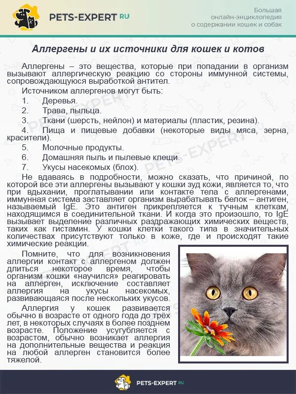 Астма у кота. Аллергия на кошек кошек. аллергия у кота на лекарство.