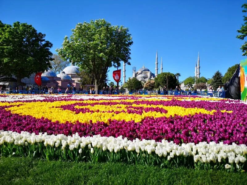 фестиваль тюльпанов в стамбуле 2024 году