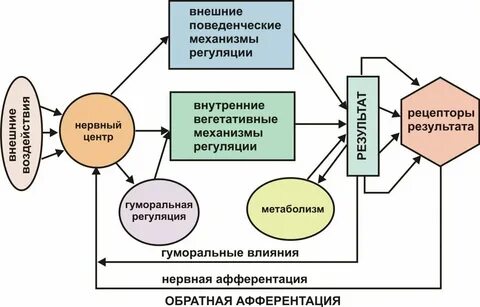 Структура сложной биологической системы