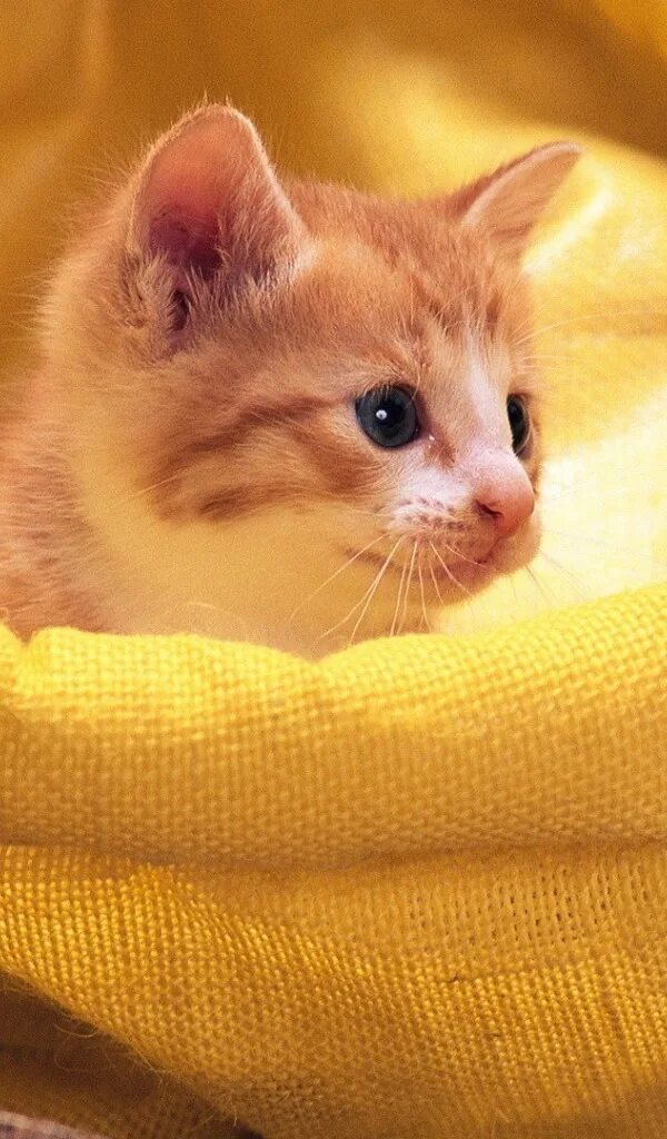Кошечка желтая. Желтый кот. Рыжий котёнок. Желтый котенок. Рыжая кошка.