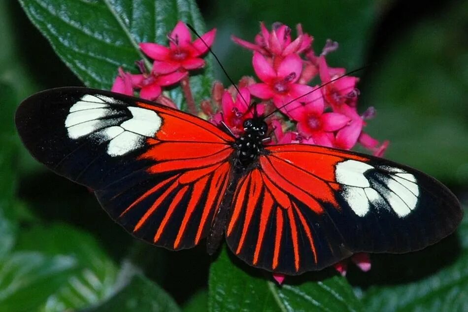 Название самых красивых бабочек. Олимпиус Инферно бабочка. Горгеус бабочка. Яркие бабочки. Экзотические бабочки.
