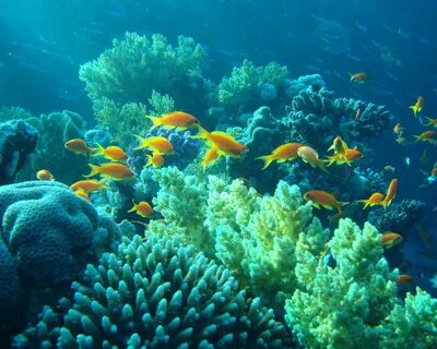 Картинки подводное море