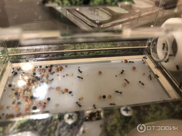 Mr ant. Мистер ант муравьиные фермы. самая большая колония муравьев в мире мистер ант формикарий. домашние муравьи мистер ant. мистер ант муравьиные фермы вертикальные.