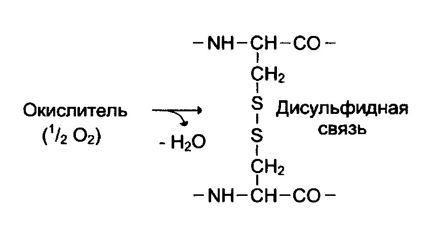 Образование дисульфидной связи. Образование дисульфидной связи в белках. Дисульфидные связи цистеин. Образование дисульфидных связей в белке. Схема образования дисульфидной связи.
