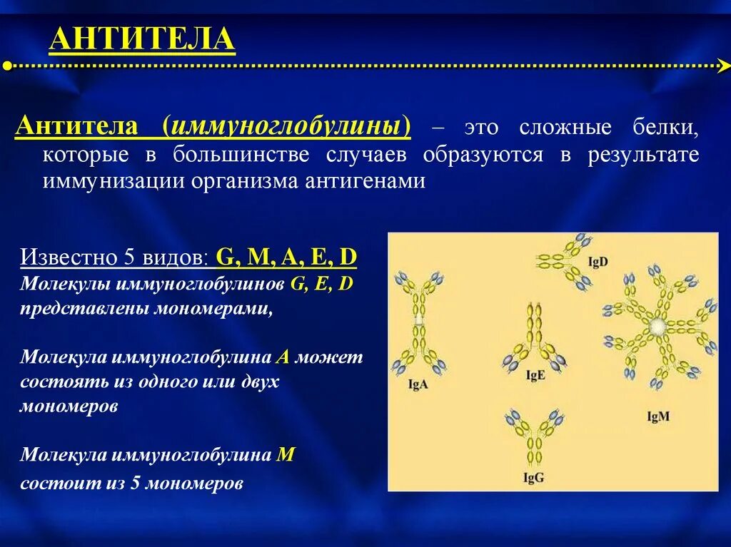 Иммуноглобулин и катионный белок. Антитела иммуноглобулины. Иммуноглобулин белок. Иммуноглобулины относятся к сложным белкам. Иммуноглобулины относят к.