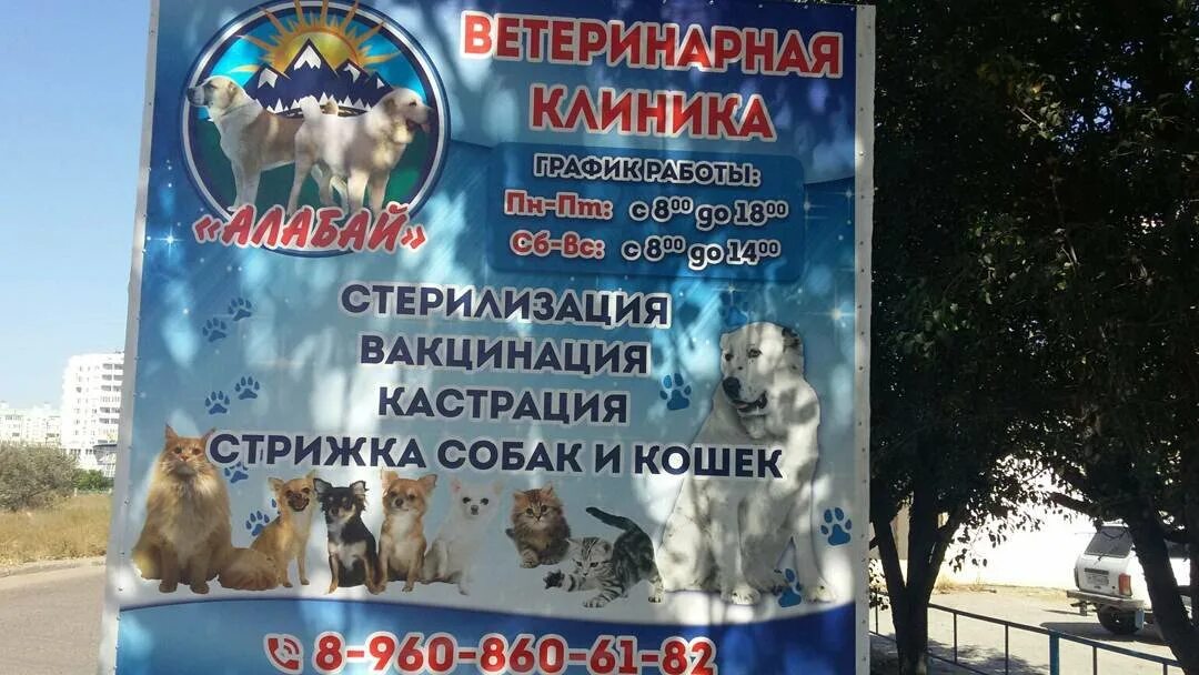 Багира ветклиника астрахань. Багира магадан ветклиника. Круглосуточная ветеринарная астрахань. Ветклиника астрахань круглосуточно. Круглосуточная ветеринарная астрахань.