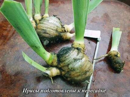 Как удалить ирисов