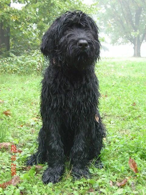 Большая черная собака. Ризеншнауцер лохматый. Ризеншнауцер кудрявый. Ризеншнауцер черный лохматый. Черный лохматый пес порода.