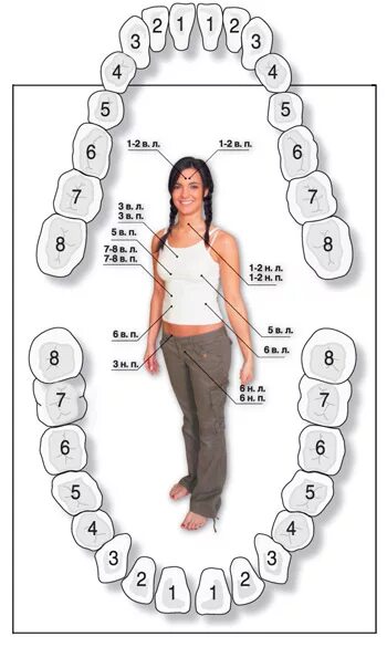 Связь зубов с органами. Какой зуб отвечает за какой орган. Связь зубов и внутренних органов схема. Зубы и внутренние органы. Зубы и болезни внутренних органов.