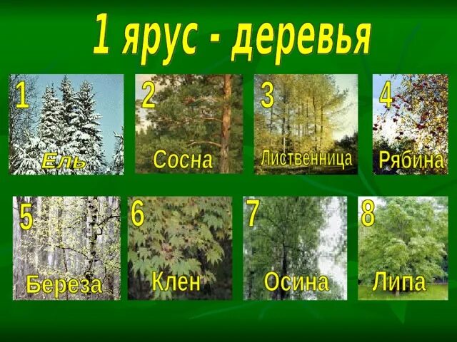 Природное сообщество леса составляют. Природное сообщество леса. Природные сообщества лес и его обитатели. Растения природного сообщества лес. Природное сообщество лес презентация.