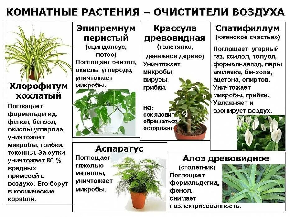 Какие цветы полезно