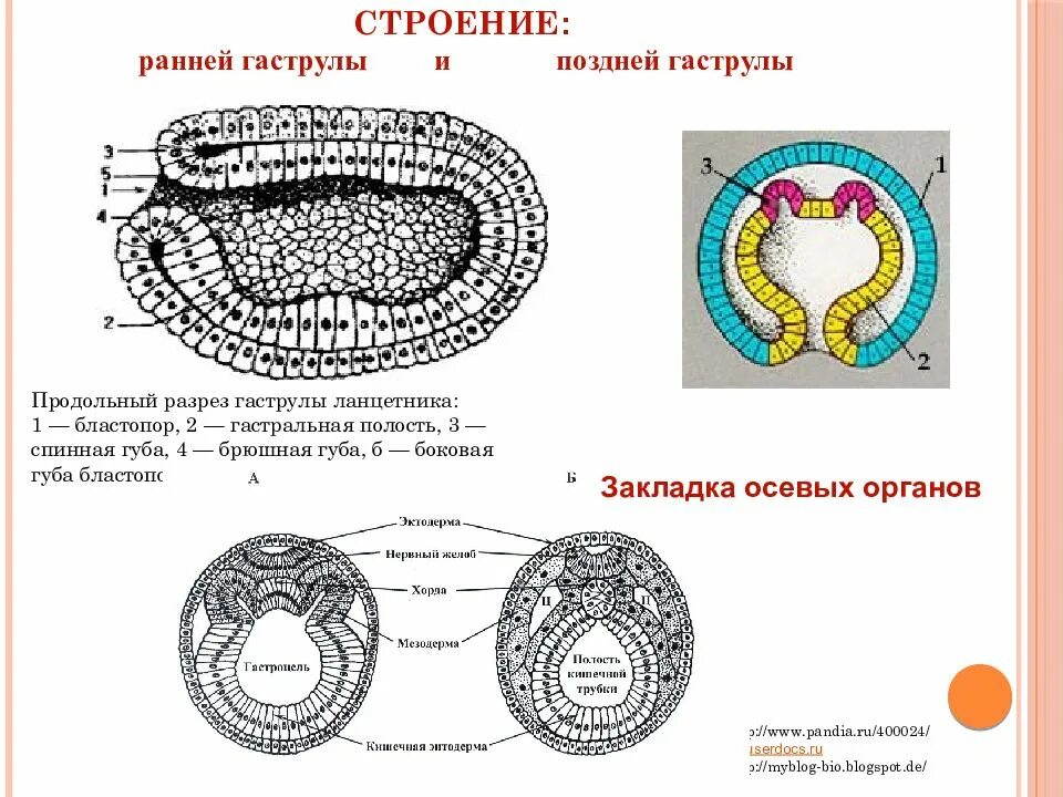Эмбриогенез энтодерма. Структуры ранней гаструлы человека. Имеет гастральную полость в эмбриогенезе. Зародыш бластула гаструла нейрула. Гаструляция зиготы.