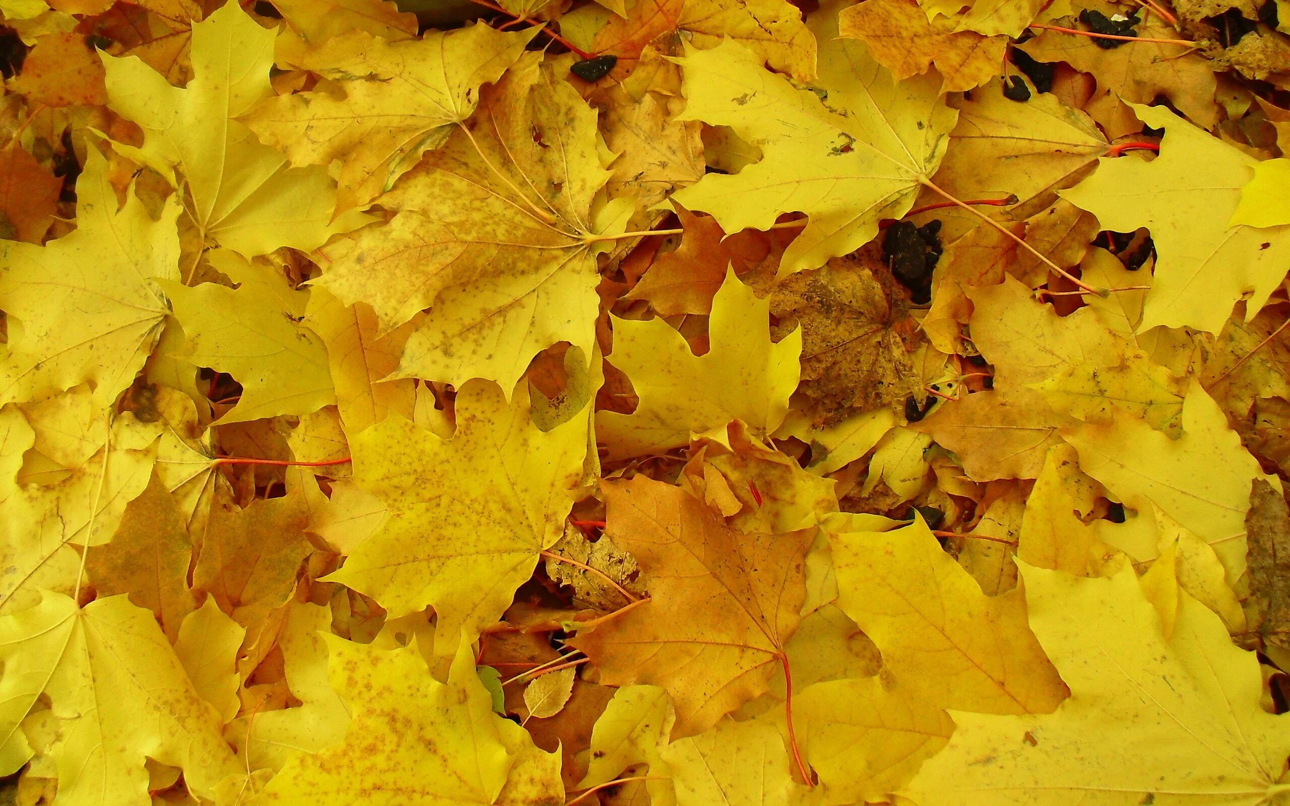 Даже самой теплой осенью листья желтеют. Желтый лист. Осень желтые листья. Желтая листва. Желтый Лис.