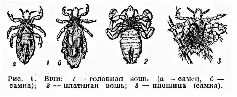 Платяная вошь строение самки. Платяная вошь самка и самец. Самец и самка платяной вши строение. Головная вошь строение. Самка головной вши рисунок