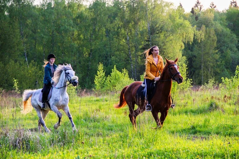 Конный клуб Середниково. Усадьба Середниково конюшня. Середниково конные прогулки. Усадьба Середниково манеж.