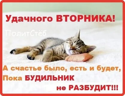 Утро вторника прикольные и смешные картинки