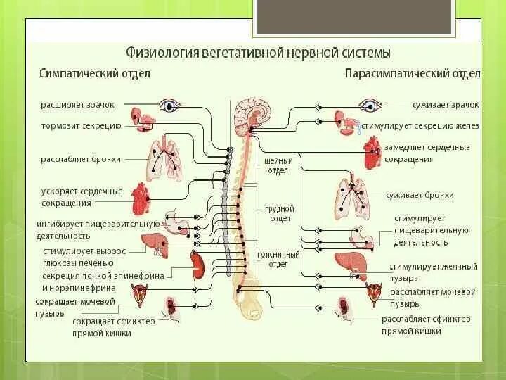 Парасимпатическая система и симпатическая система. Симпатический и парасимпатический отдел нервной системы функции. Симпатический отдел вегетативной системы. Парасимпатическая вегетативная система. Вегетативная нервная система конспект