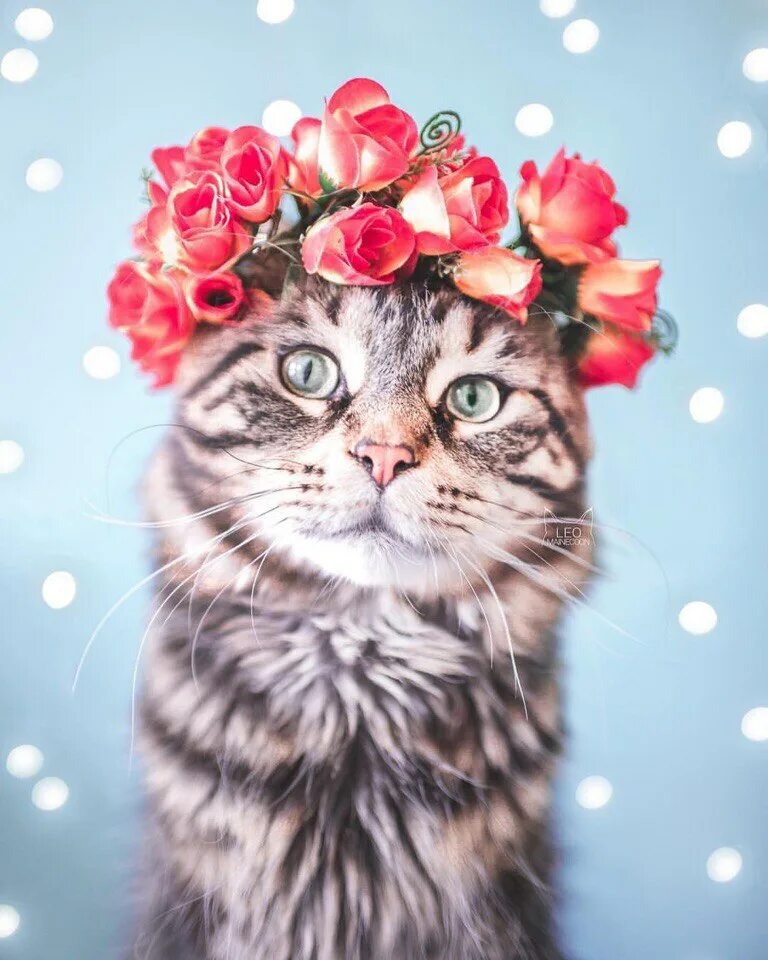 Кошка с венком. Котенок с венком на голове. Котик с цветочком. Кошка в цветочном венке.