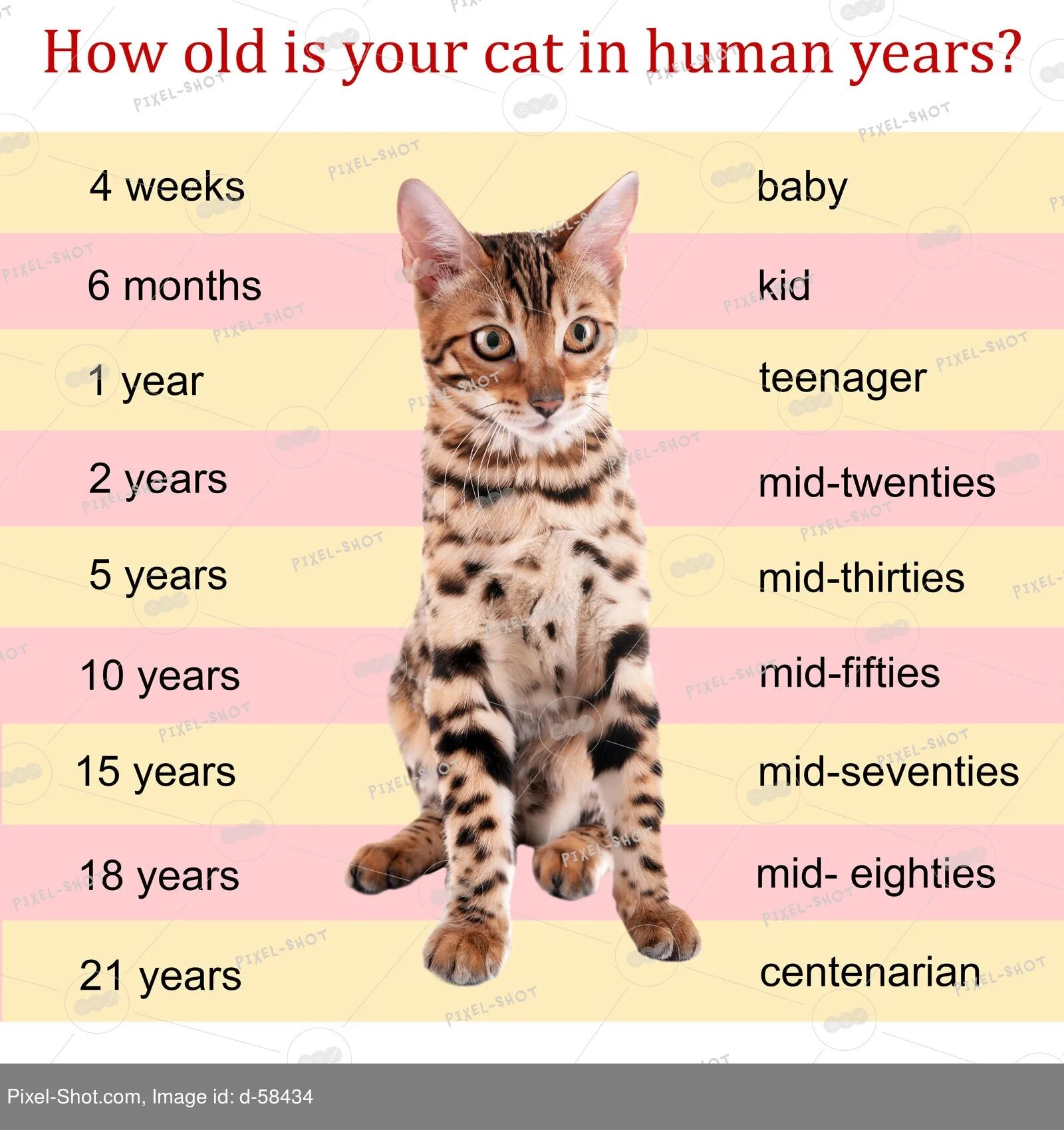 Средний размер кошки. Возраст котенка. Рост кота. Таблица кошачьих лет. Кошачий Возраст по человеческим меркам.