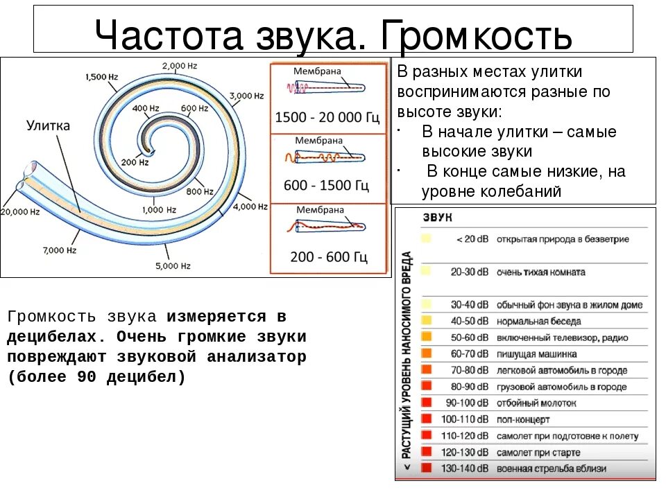 Тест на биологический возраст частота звука. Частота звука. Частоты звуков улитка. Частота звука в Герцах. Шкала частот звука.