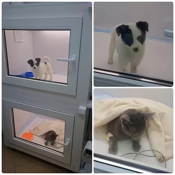 интенсивная терапия ветеринария. зоовет нальчик. юна ветеринарная клиника подольск. бокс в стационаре. вирусный стационар.