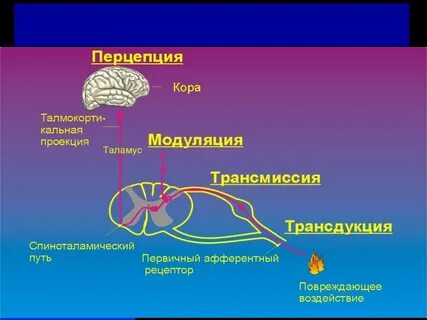 Механизм возникновения боли