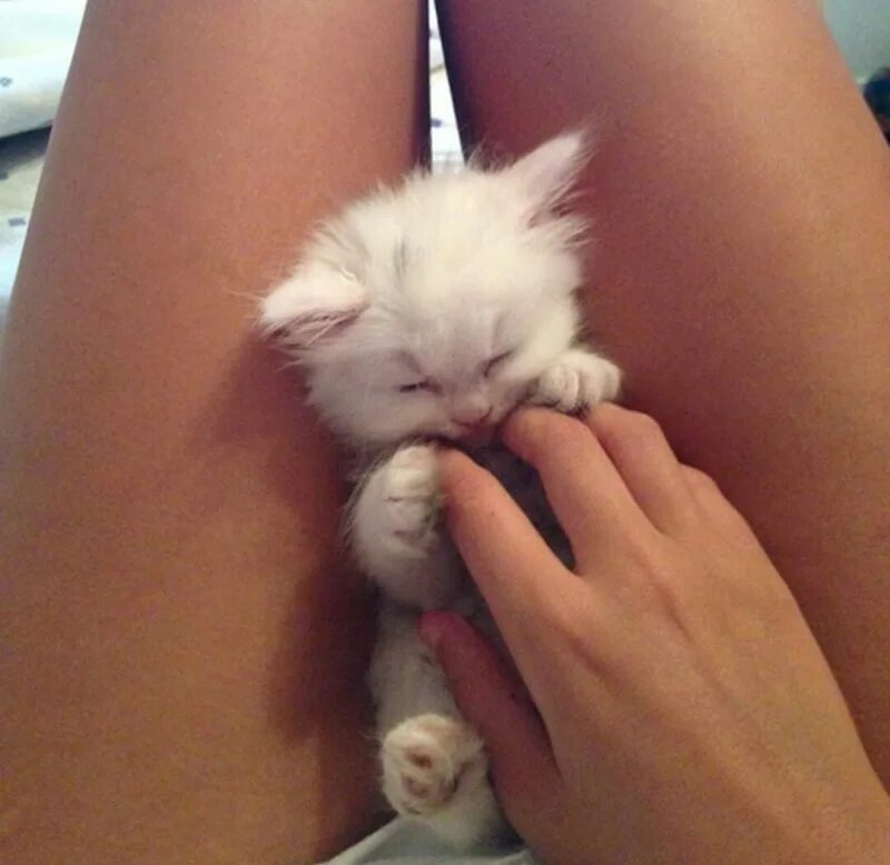 Девушка с котом на руках и голой киской между ног фото