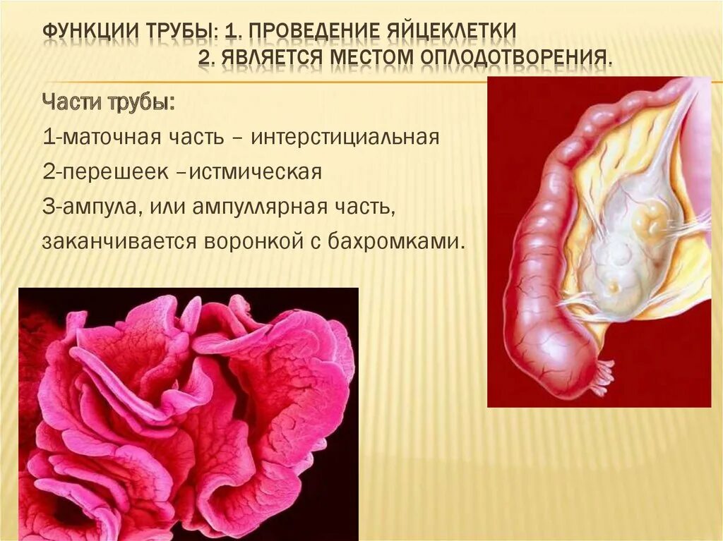 Женские малые половые губы. Женский половой орган. Строение женских.половых органов. Анатомия женского полового органа. Строение внешних половых органов девочки.