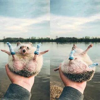 Тая ежик