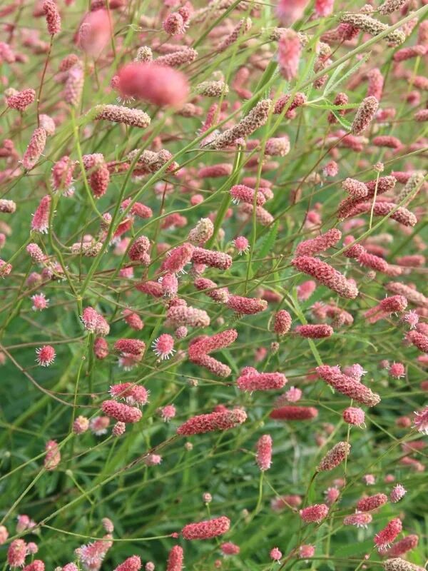 Кровохлебка Sanguisorba. Кровохлебка Tanna. Кровохлебка тонколистная. Кровохлебка Пинк Танна.