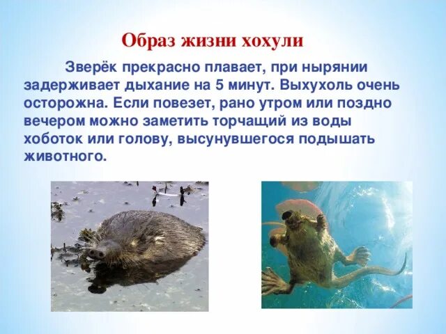 Русская выхухоль проект окружающий мир Русская выхухоль презентация онлайн