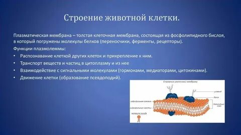 Оболочка над мембраной животной клетки