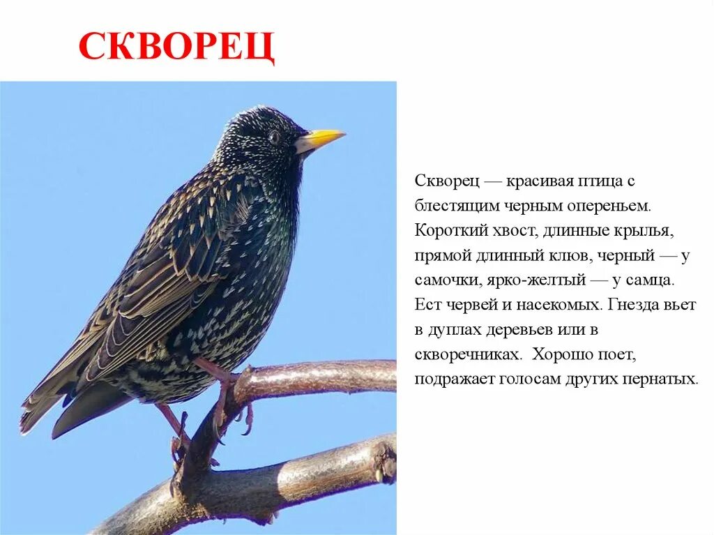 Сколько живут скворцы