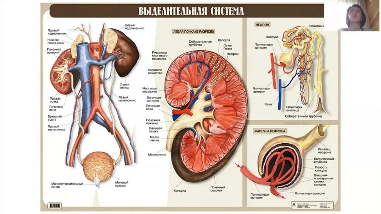 Мочевыделительная система человека анатомия. Выделительная система человека строение почки. Биология строение и функции мочевыделительной системы. Строение мочевой системы человека. Установите правильную последовательность прохождения воды в выделительной