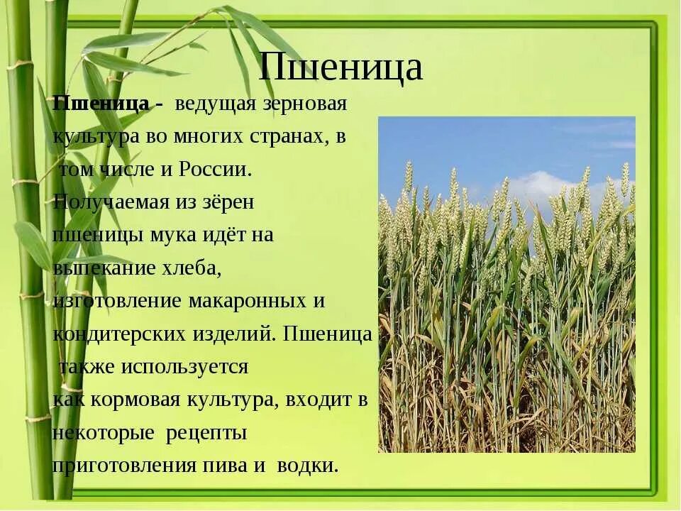 Важнейшие злаковые культуры. Зерновая культура сообщение. Сообщение о зерновых культурах. Перловая крупа зерновая культура. Зерновая культура сообщение.