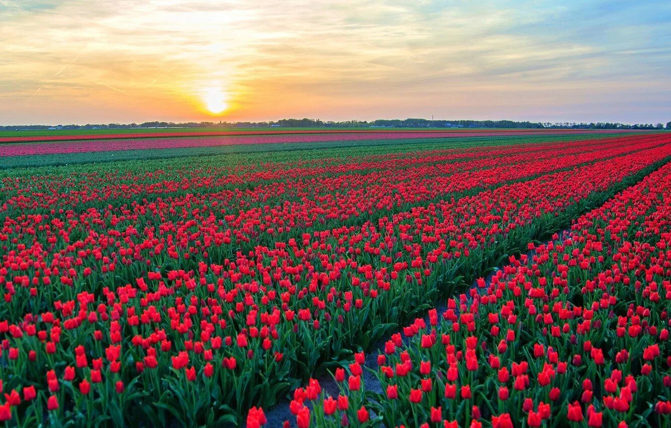 Где находится тюльпановое поле. Анапа тюльпановые поля. Тюльпановые поля в Крыму. Тюльпановые поля в Крыму село Янтарное.
