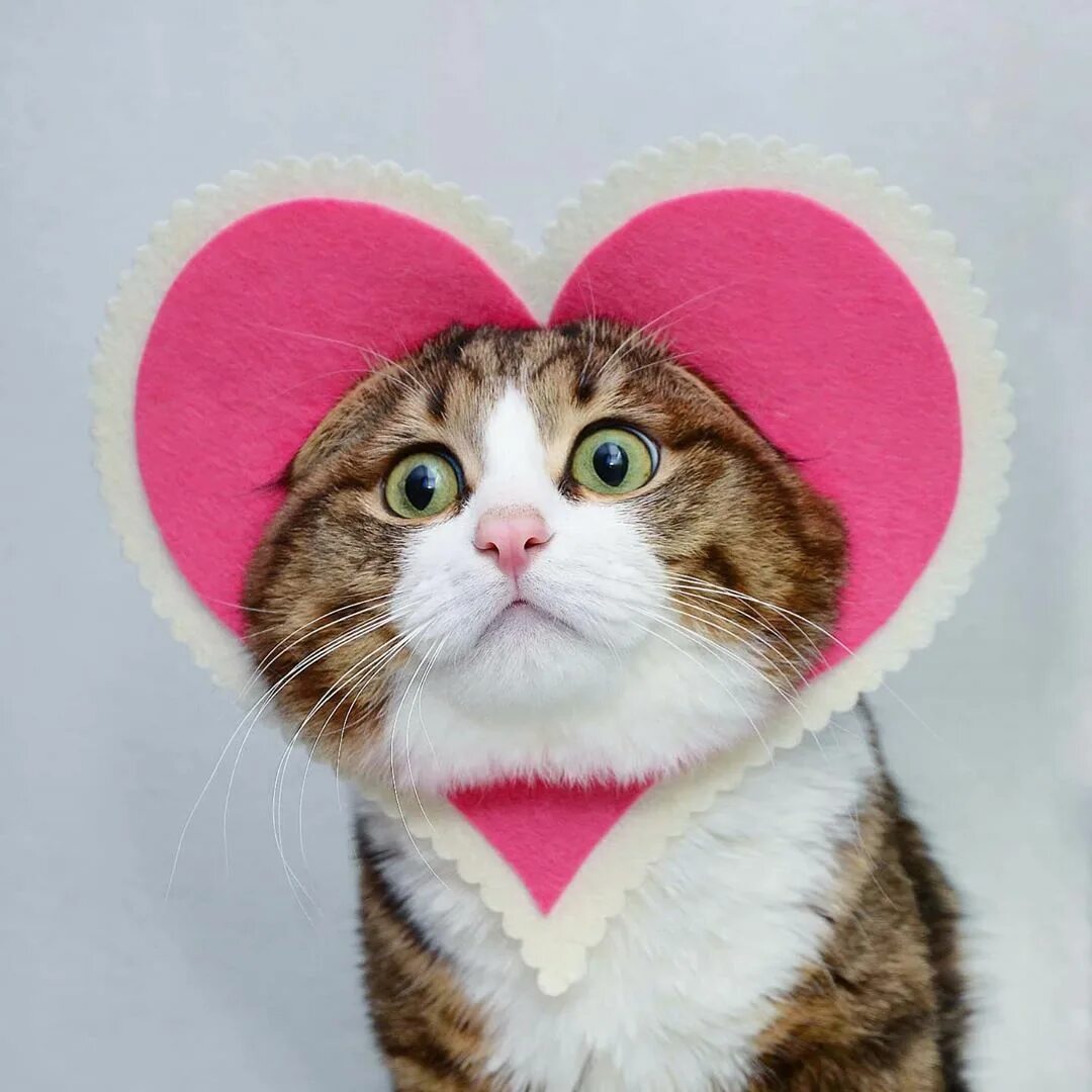 Сердечные коты