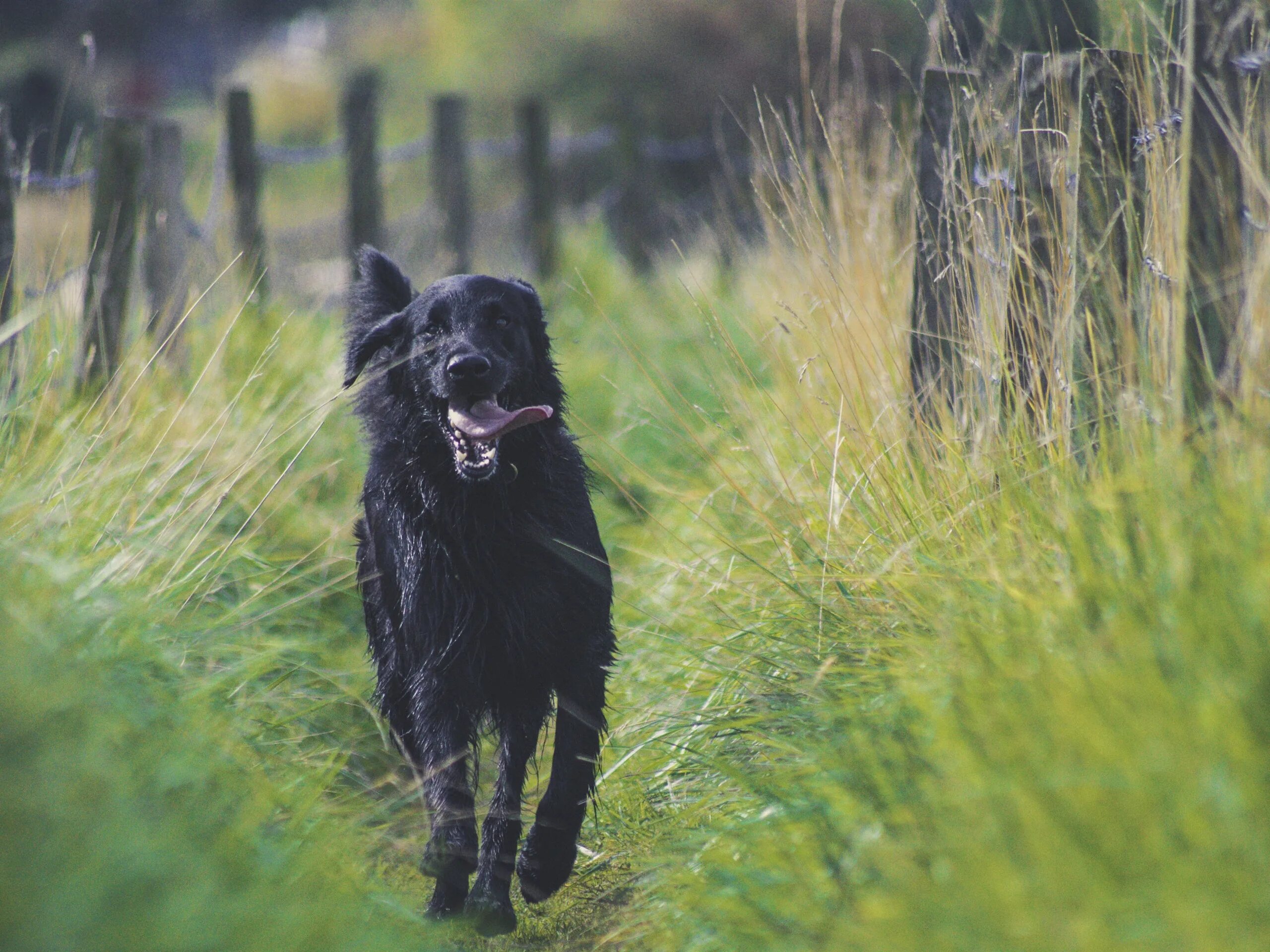 Большая черная собака. Сириус Блэк собака. Черная собака бежит. Черная собака в лесу. Лохматая Бегущая собака черная.