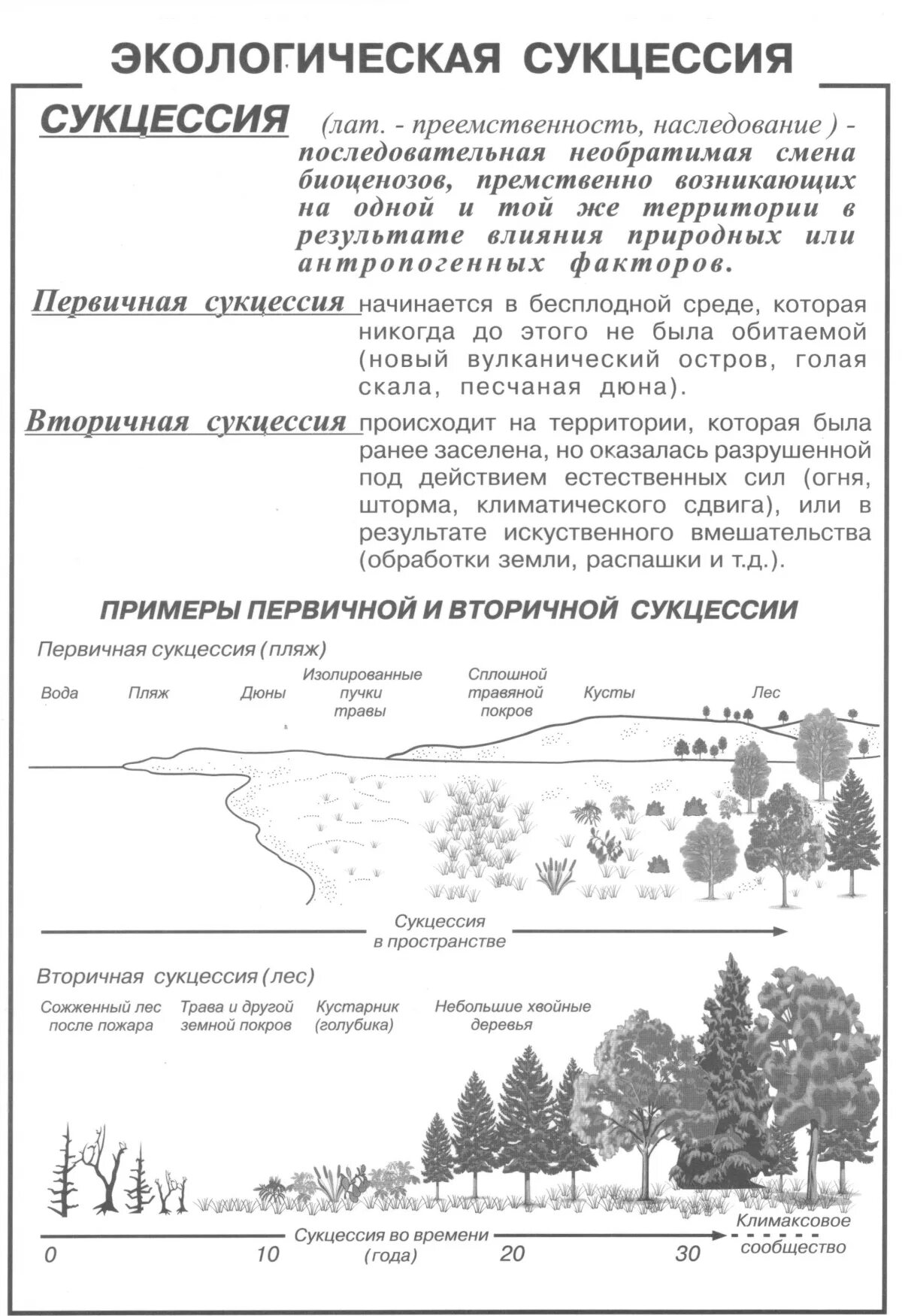 Чем первичная сукцессия отличается от вторичной - BIO-EGE