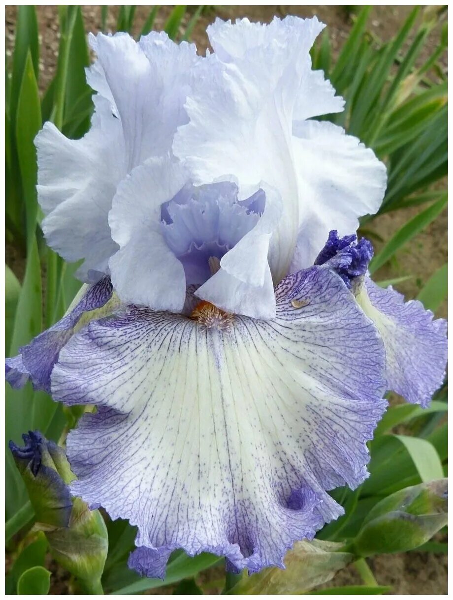 монобукет из ирисов. стильный букет с ирисами. ирис бородатый белый. Iris 15. ирис carnival capers.