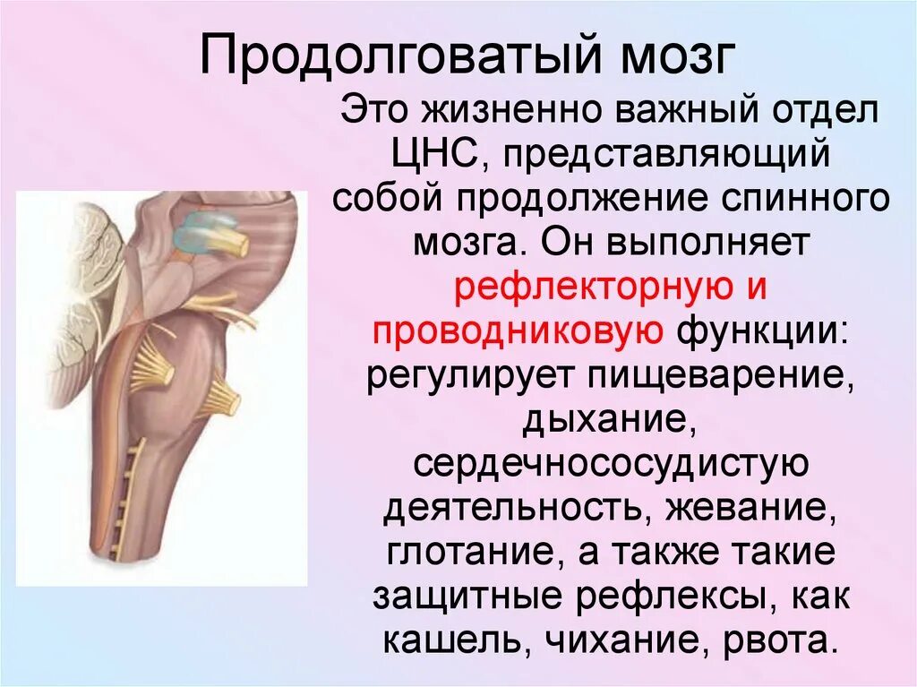 Продолговатый мозг входит в состав. Продолговатый мозг анатомия функции. Продолговатый мозг строение и функции. Синтопия продолговатого мозга. Продолговатыйоватый мозг.