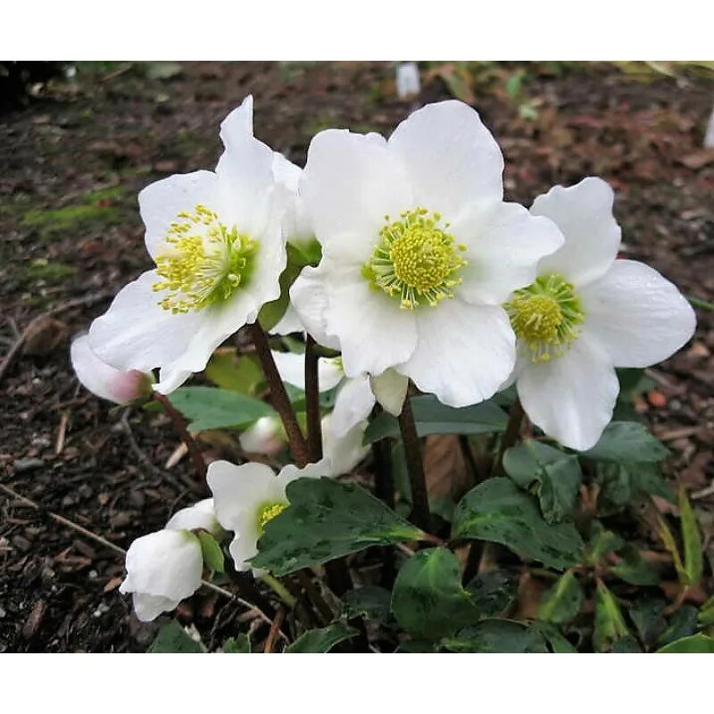 Морозник авито. Морозник геллеборус. морозник helleborus. морозник (геллеборус) черный. морозник niger.
