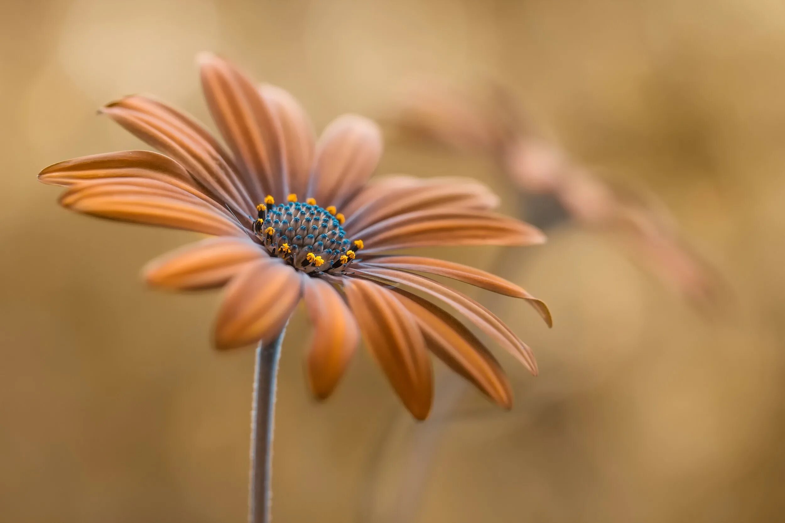 Brown flowers