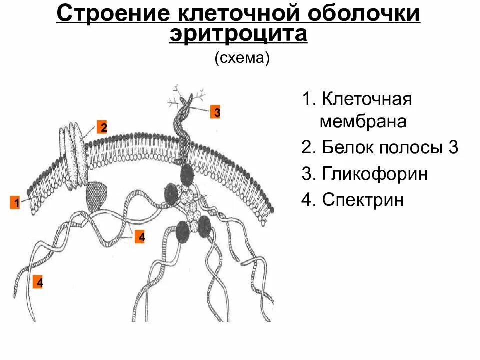 Плазмолемма эритроцита. Структура мембраны эритроцита. Строение мембраны эритроцита. Строение мембраны эритроцита биохимия. Схема строения мембраны эритроцита.