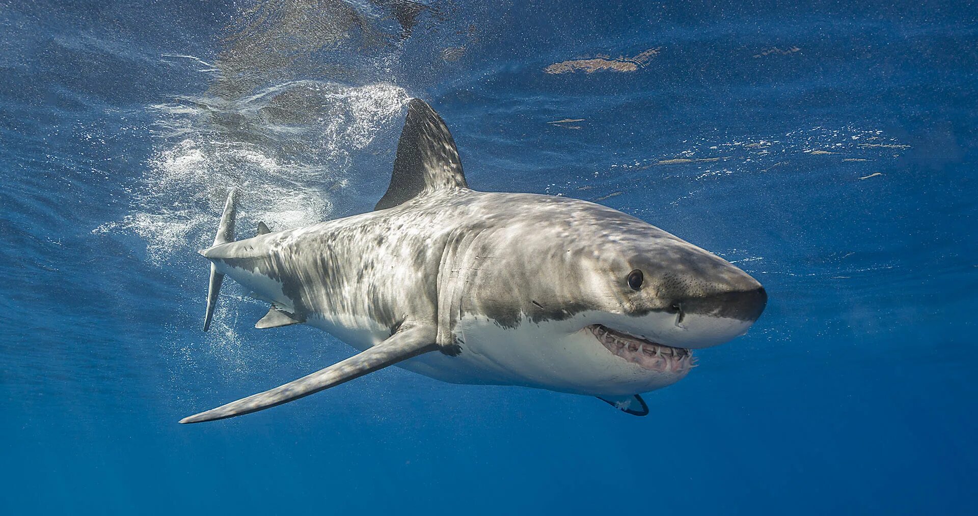 Фотки больших акул. Carcharodon carcharias. Белая акула кархародон. Большая белая акула (Carcharodon carcharias). Акула белая, акула-людоед, кархародон.